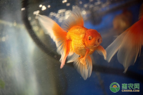太原市萬柏林區花鳥魚市好運來水族（太原市萬柏林區花鳥魚蟲市場）