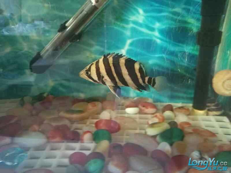 新進(jìn)虎魚(yú)