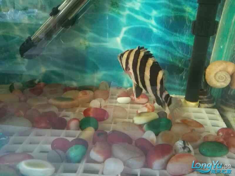 新進(jìn)虎魚(yú)