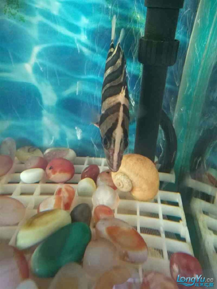 新進(jìn)虎魚(yú)