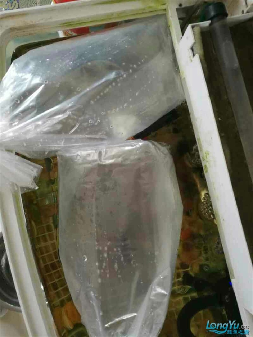 新進虎魚