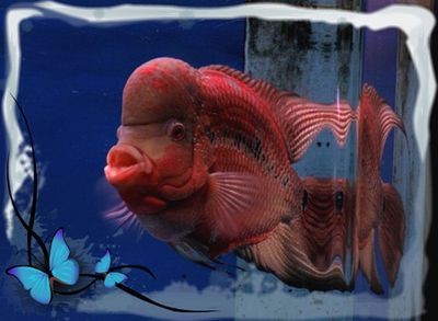 成年羅漢魚能長多大的魚缸里面：如何讓羅漢魚長得快