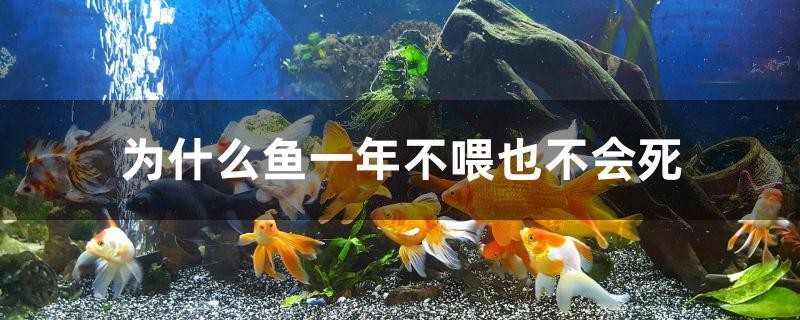 為什么魚一年不喂也不會死