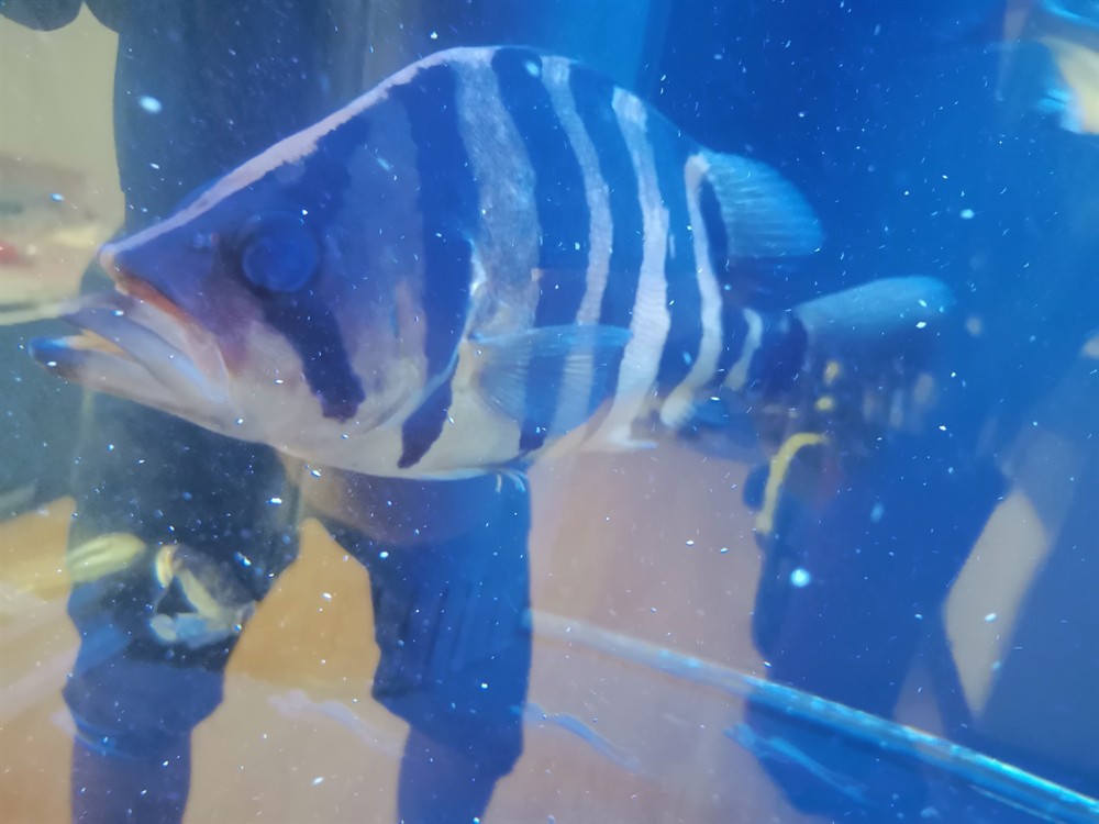 虎魚嘴巴被玩脫臼