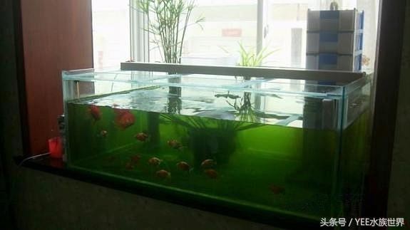 高要市南岸晨曦花卉水族館（高要市南岸晨曦花卉水族館電話）