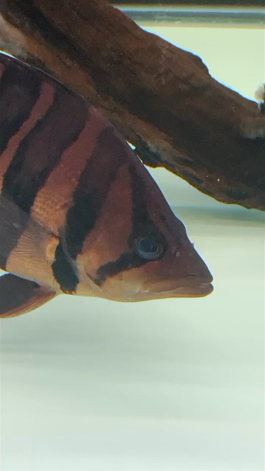 這是虎魚內(nèi)蒙嗎？