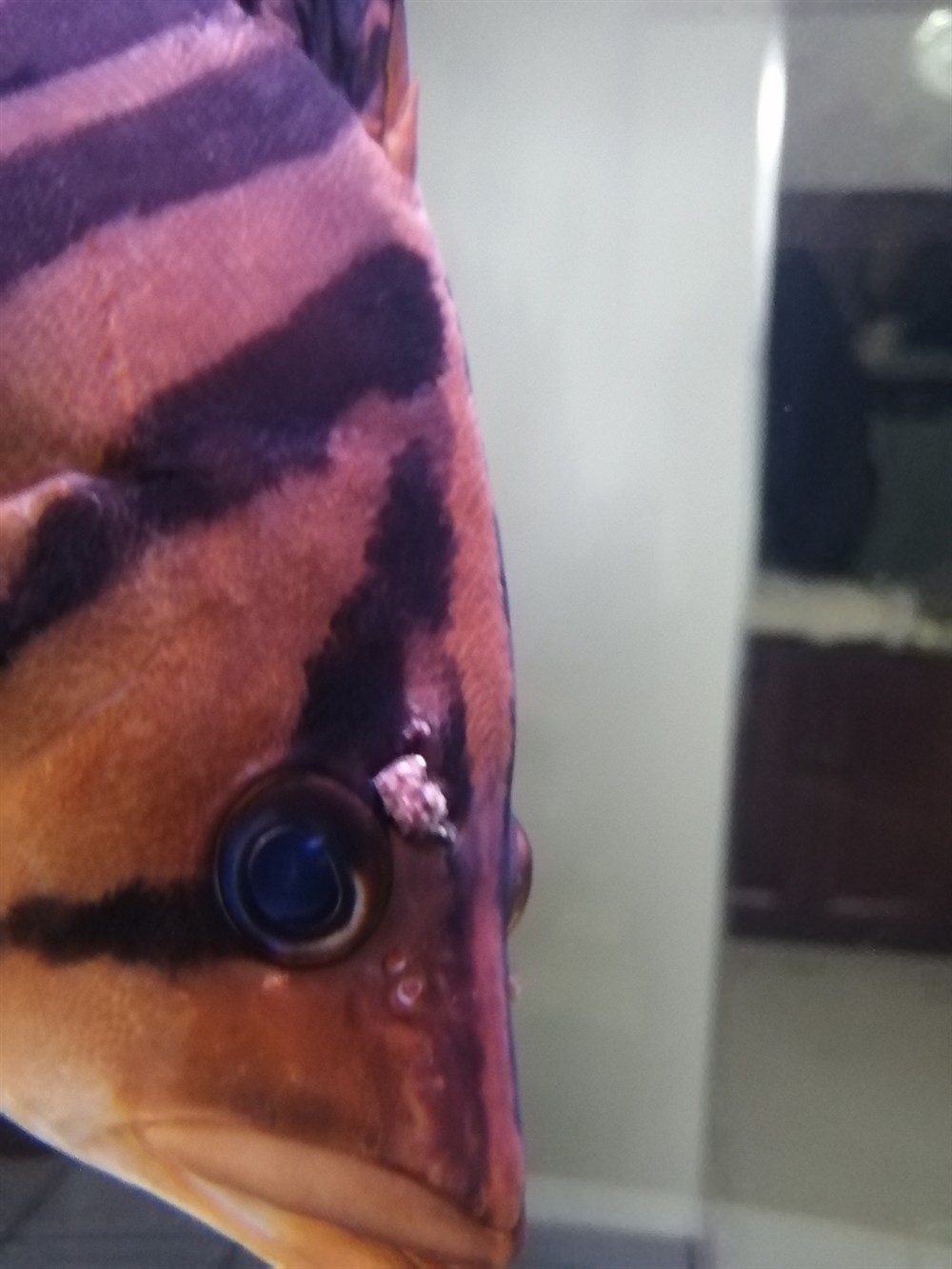 虎魚身上長了惡心的包上面還有很多小凸起