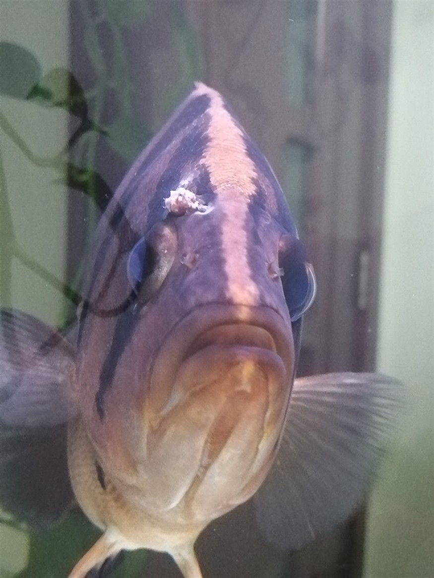 虎魚身上長了惡心的包上面還有很多小凸起