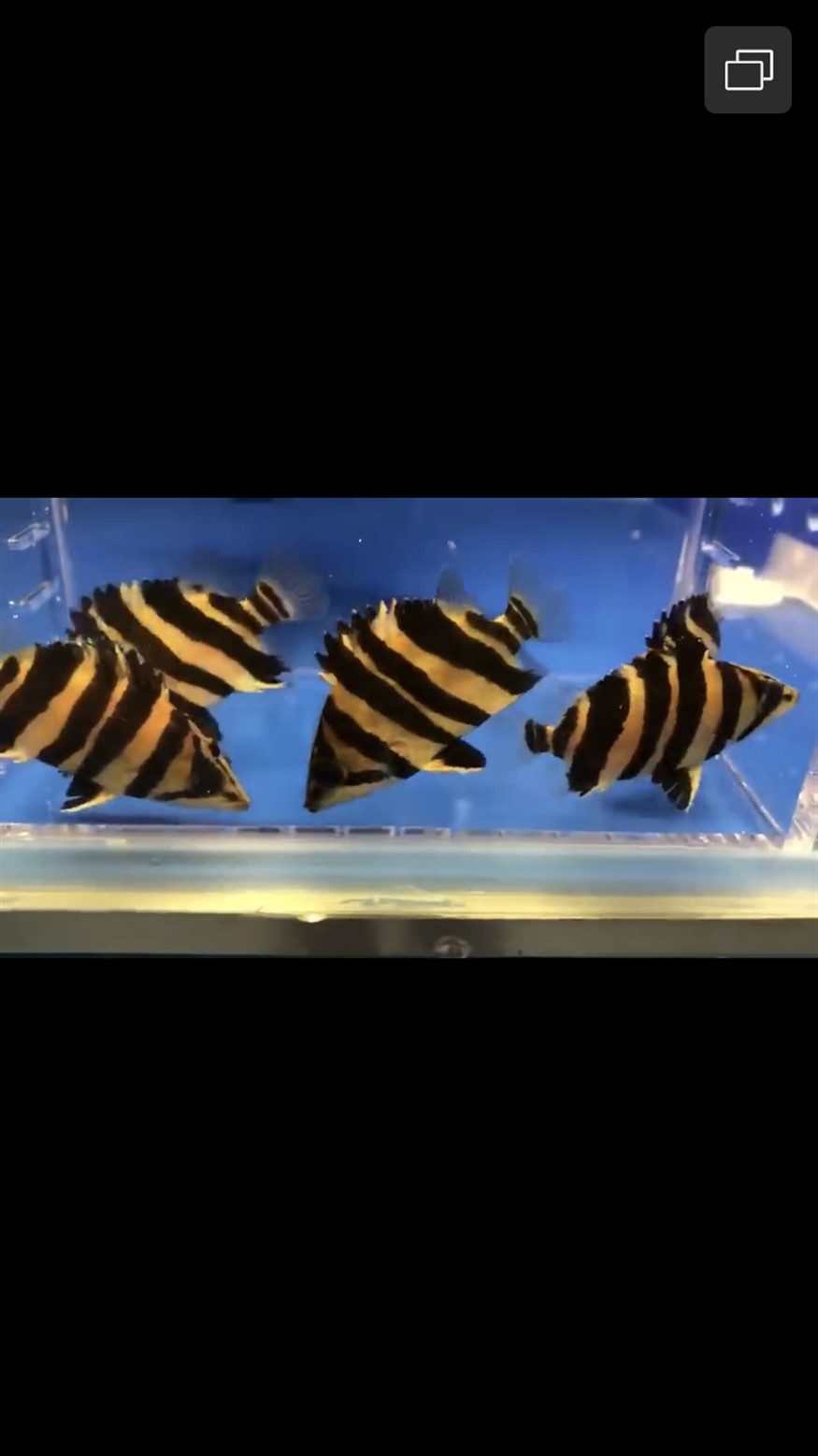 虎魚吃啥長的快呀