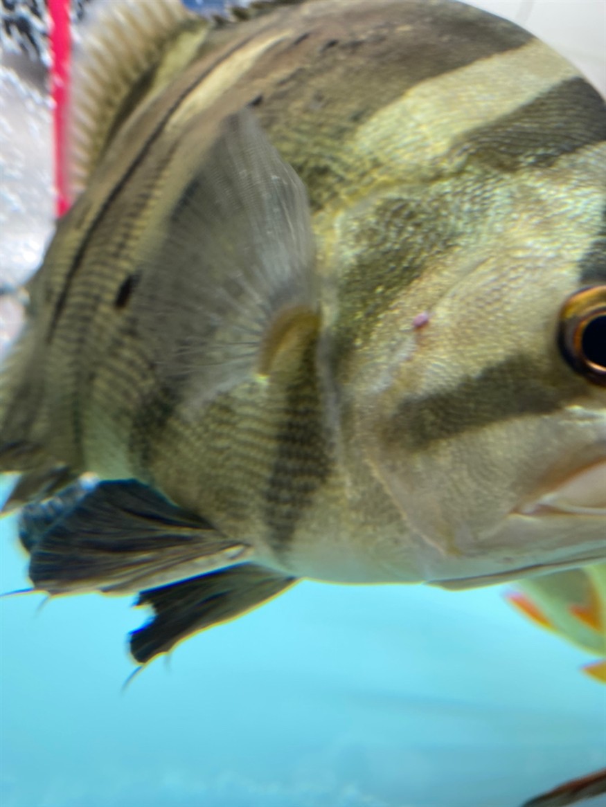 虎魚長這個是什么原因？