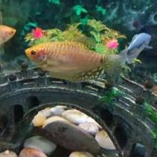 觀賞魚快遞如何包裝（觀賞魚快遞包裝綠色水加了什么）