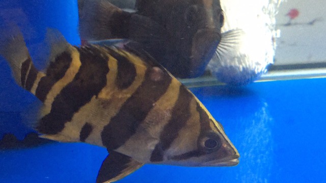 救救虎魚
