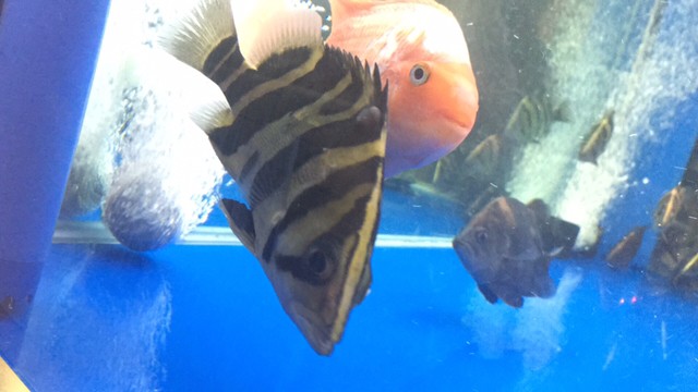 救救虎魚