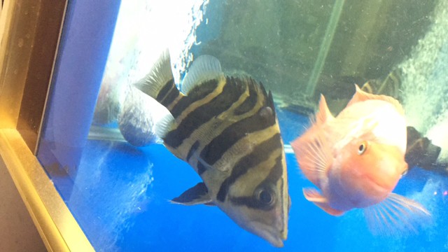救救虎魚