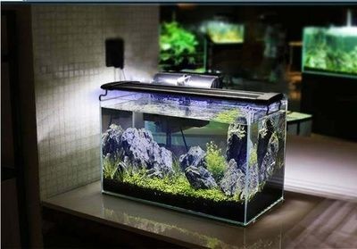 玻璃自己做魚缸可以嗎：如何自制玻璃魚缸