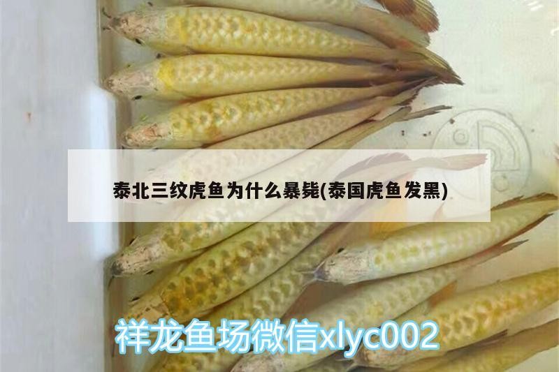 泰北三紋虎魚為什么暴斃(泰國虎魚發黑)