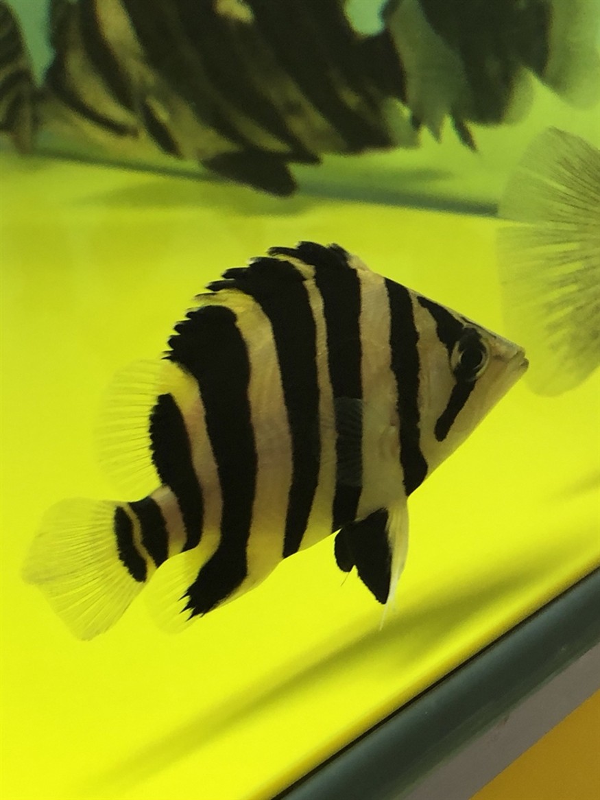來聊聊虎魚的區(qū)別
