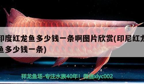 印度紅龍魚多少錢一條啊圖片欣賞(印尼紅龍魚多少錢一條)