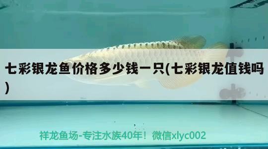 七彩銀龍魚價格多少錢一只(七彩銀龍值錢嗎)