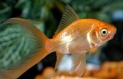廣州荔灣區龍魚拼多多買便宜，紅龍魚價格多少一條
