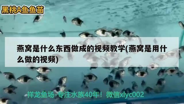 印尼紅龍魚多少錢一條啊圖片大全視頻，標價36萬元，印尼紅龍魚多少錢一條啊圖片大全視頻