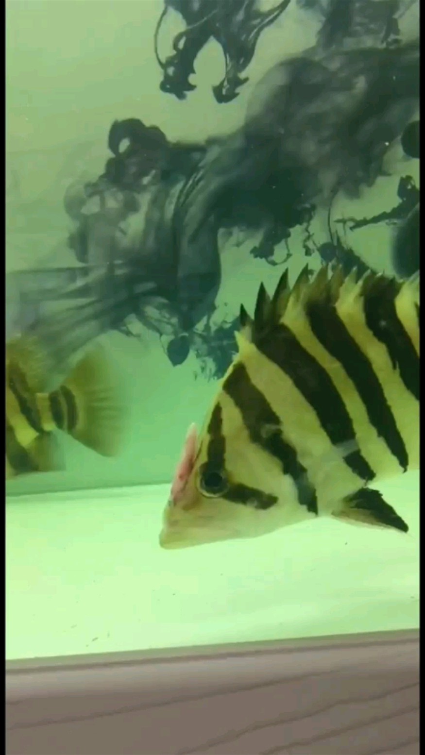 外置骨骼獨角獸虎魚嘴巴竟然可以正常開