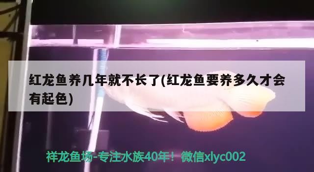垃圾魚水情專門死龍魚跟虎魚 垃圾魚水情專門死龍魚跟虎魚 虎魚百科 第1張