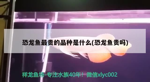 垃圾魚水情專門死龍魚跟虎魚 垃圾魚水情專門死龍魚跟虎魚 虎魚百科 第2張