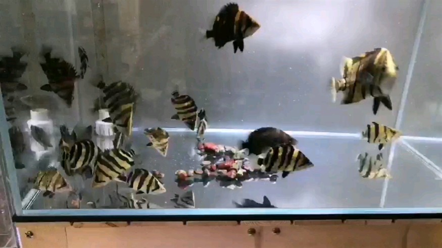 虎魚正確的吃飯方式 虎魚正確的吃飯方式 虎魚百科 第1張