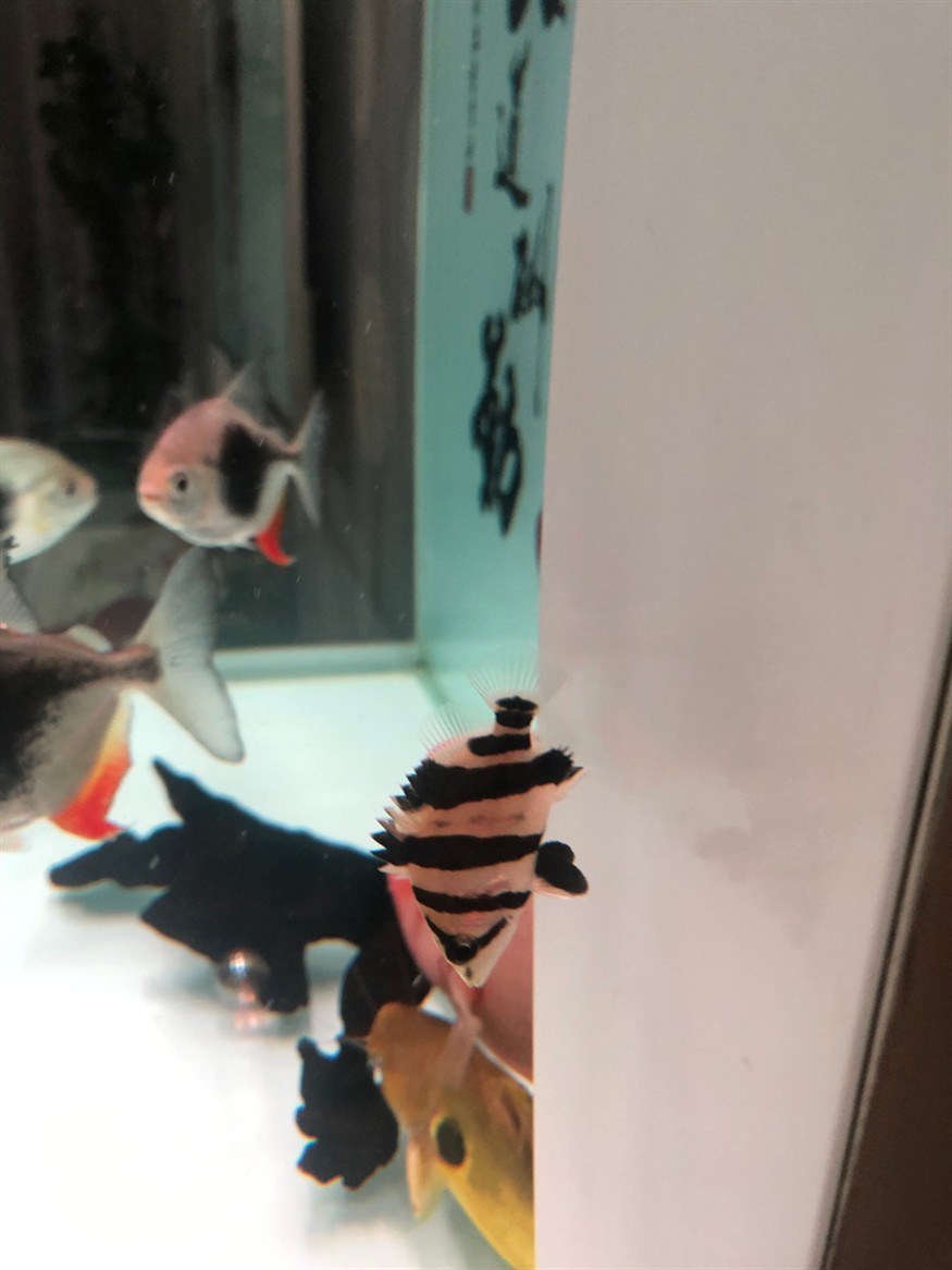 虎魚暗紋 虎魚暗紋 虎魚百科 第1張