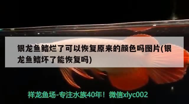 銀龍魚鰭爛了可以恢復(fù)原來的顏色嗎圖片(銀龍魚鰭壞了能恢復(fù)嗎)