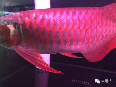 魚缸介紹視頻（魚缸介紹視頻大全）