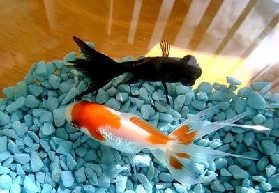 紅龍魚增色用什么燈好看一點（紅龍魚增色用什么燈好看一點呢）