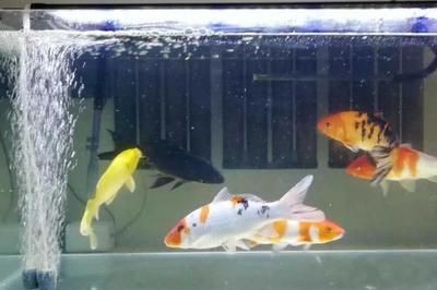 大桶水做魚缸好嗎：大桶水養(yǎng)魚的優(yōu)缺點(diǎn)