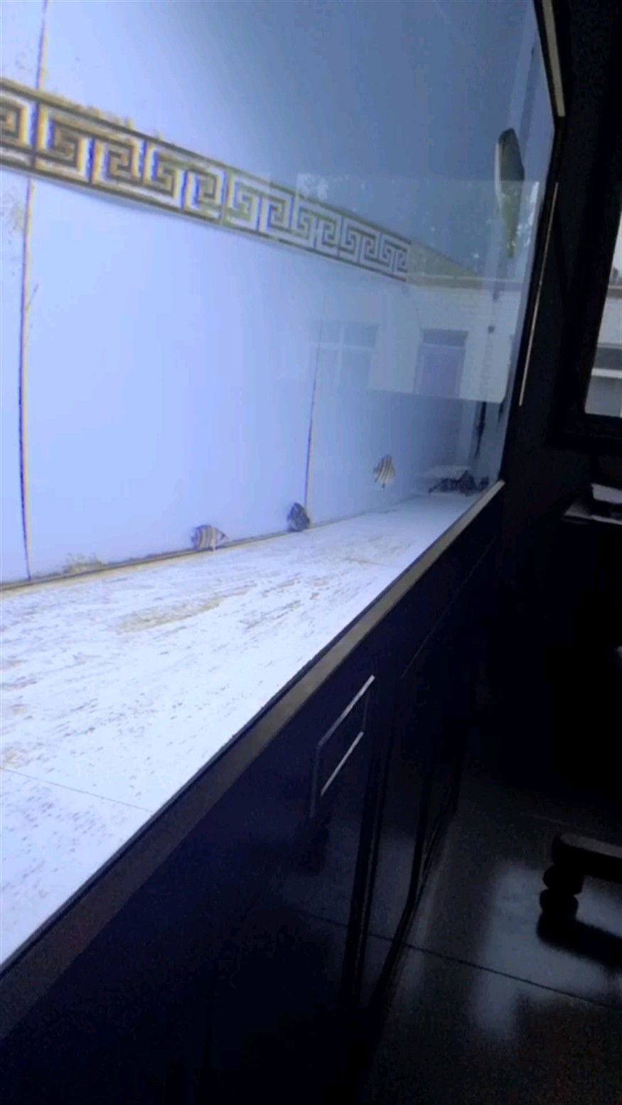 小明虎一枚虎魚圈