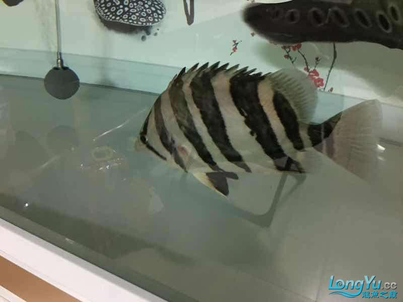 26cm四紋虎魚出售