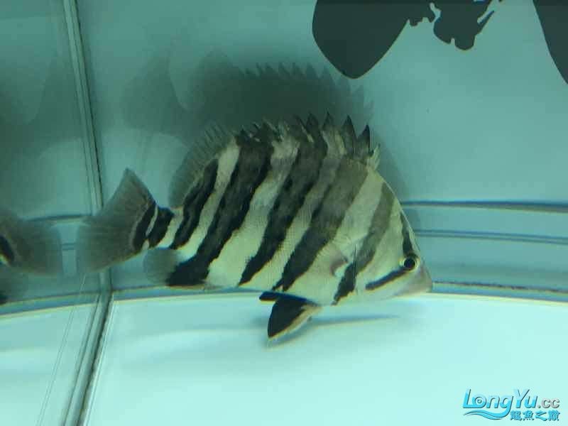 26cm四紋虎魚出售