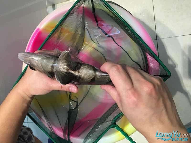 26cm四紋虎魚出售