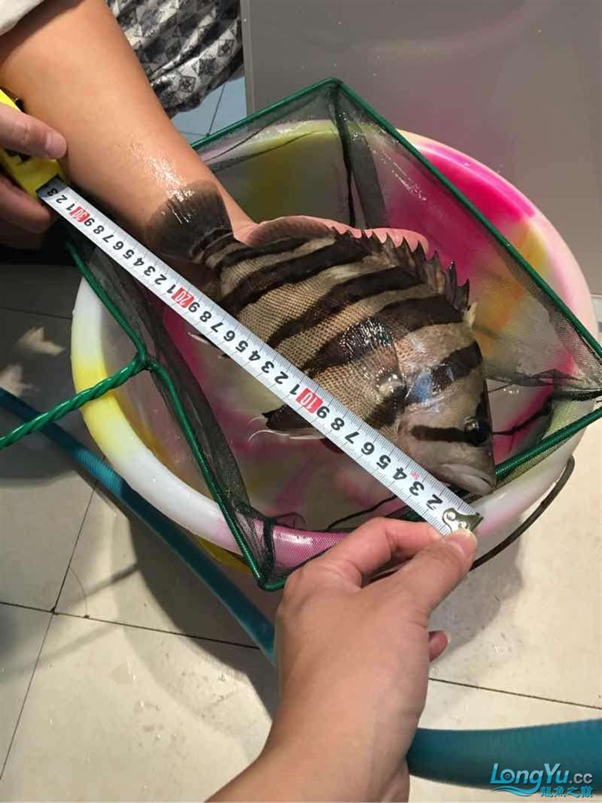 26cm四紋虎魚出售