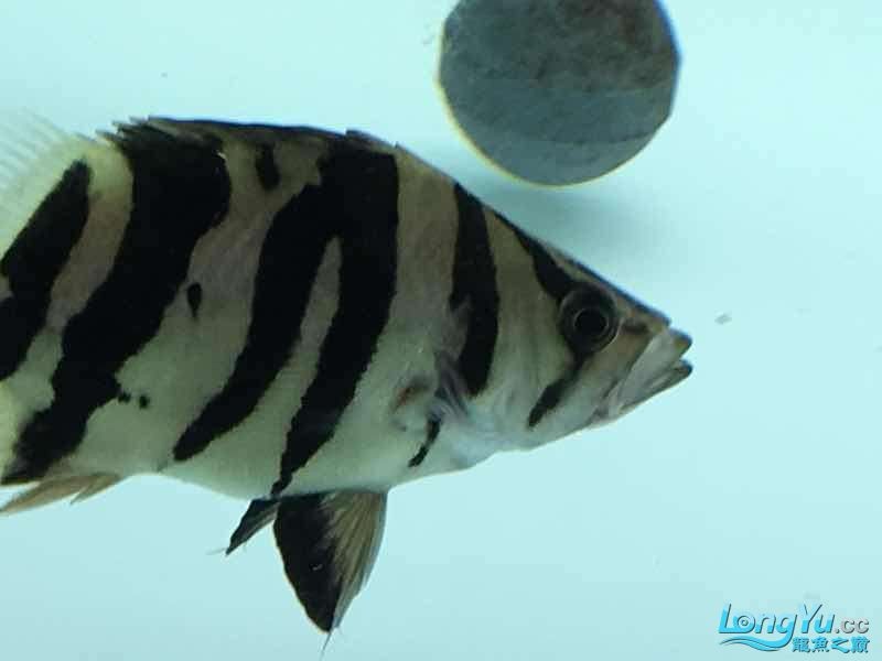 26cm四紋虎魚出售