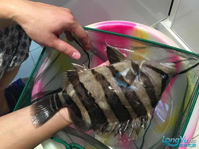 26cm四紋虎魚出售