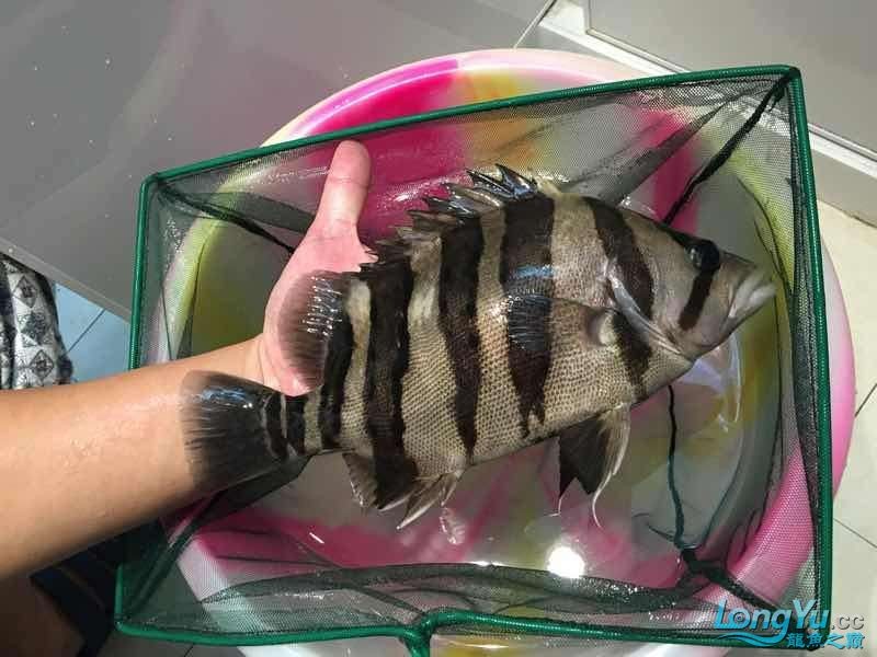 26cm四紋虎魚出售