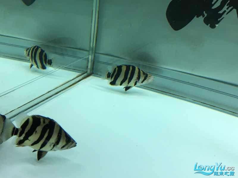 26cm四紋虎魚出售