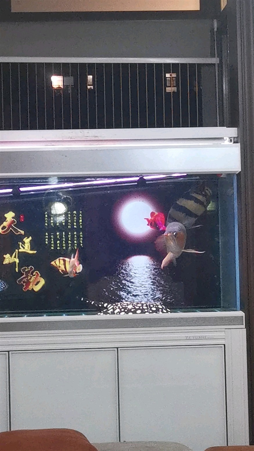 虎魚頭總是朝下
