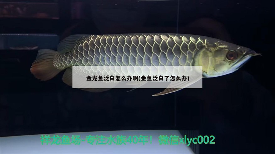虎魚頭總是朝下