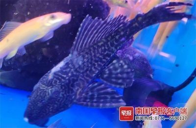 不想養魚了魚缸和魚怎么處理：不再養魚時，處理魚缸和魚需要謹慎，避免對家庭風水產生影響