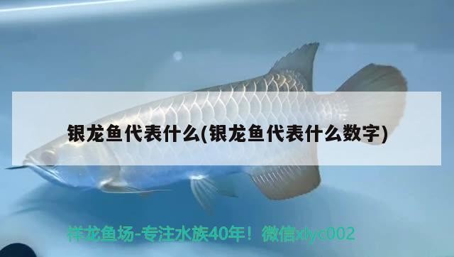 銀龍魚代表什么(銀龍魚代表什么數字)