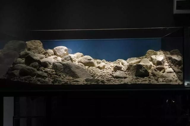 大型生態魚缸造景墻效果圖：如何設計一個大型生態魚缸造景墻