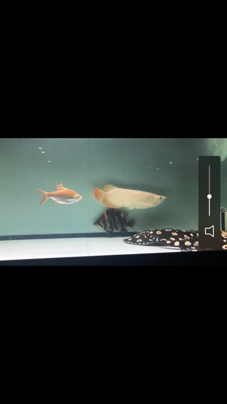虎魚(yú)吃殺菌消毒的活泥鰍到底行不行？