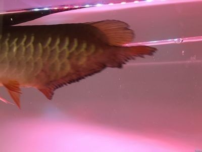 龍魚爛尾治療